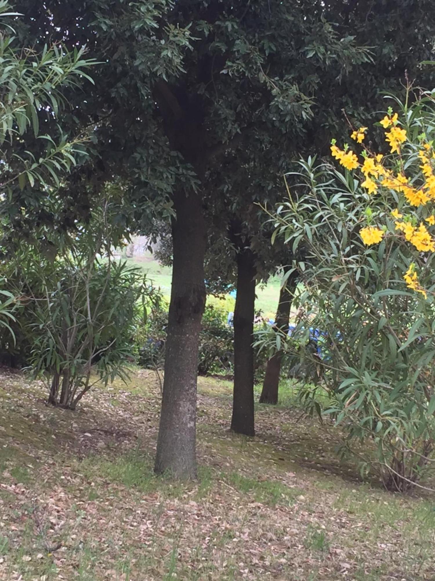Appartamento Dell Agriturismo Pane E Olio Todi Buitenkant foto